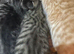 2 stunning Bengal kittens ready now