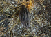 quail in Richmondshire area