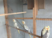 Pearl baby cockatiels for sale