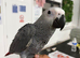 Super Cuddly Baby African Greys