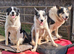 black and white border collie puppies