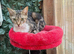 YOUNG FEMALE CAT FOR NEW LOVING HOME