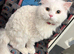 Pure white kitten