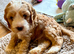 Doodles ( Cocker Spaniel crossed with Aussie Labradoodle