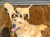 Goldador Puppies Ready Now