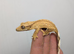 Baby crested geckos