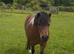 Pair of matching Shetland mares