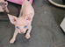 Beautiful sphynx kittens