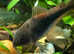 Bronze Corydoras Aeneus  1 male + 1 female. Fast delivery within mainland UK.