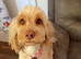 Female cockapoo