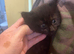 Kittens for sale
