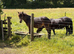 Courtenay Miss Matilda Dartmoor Hill Pony