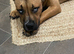 6month Staffie