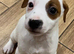 Jack Russell bitch for sale