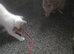 Stunning male fawn point siamese