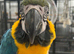 Hand Reared Baby Blue & Gold Macaw