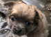 Pomchi puppies.