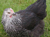 POINT OF LAY PULLETS - MANY BREEDS / LIGHT SUSSEX, CUCKOO MARAN, WHITE LEGHORNS, ETC