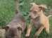 Presa Canario/Cane Corso/Molosser dogs
