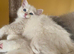 TIca pedigree Mink Ragdoll kittens