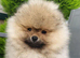 Pomeranian KC Registered Teddy Bear Boys – Cream Sable & Wolf Sable