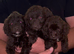 F1 cockopoo Puppys