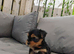 Beautiful Yorkshire Terrier Puppies
