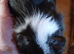 Cute Guinea pigs