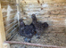 Pair of chocolate silkies