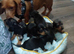 Miniature dachshund puppies