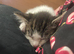 7 week old kitten male