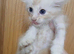 ( BLUE EYES )Maiin coon X ragdoll Kittens