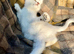 Black Silver Polydactyl Mainecoon cross Female