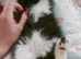 Long haired kitten