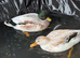 Beautiful Hand-Raised Call Duck &times; Snowy Mallard Ducklings