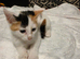 Kittens for sale