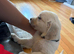 Champion English cream golden retrievers