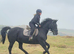 Super duper 15.2hh , 8yr old allrounder