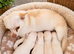 Adorable chihuahua puppies ready for there forever home