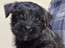 KC reg Cairn Terrier Puppies