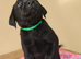 Stunning Black & Yellow Labrador Puppies