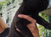 Shepadore puppies German Shepherd × Labradore pups