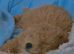 Loving 13-Month-Old Maltipoo Looking for a New Home