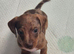 Miniature Dachshund pups