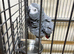 African grey female