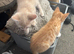 Kittens for sale now