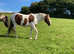 Stallion - Apache's Victorio