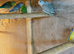 Parrotlets for sale