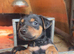 Pure New Zealand huntaway pups