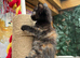 FLUFFY TORTIE FEMALE KITTENS TO RESERVE